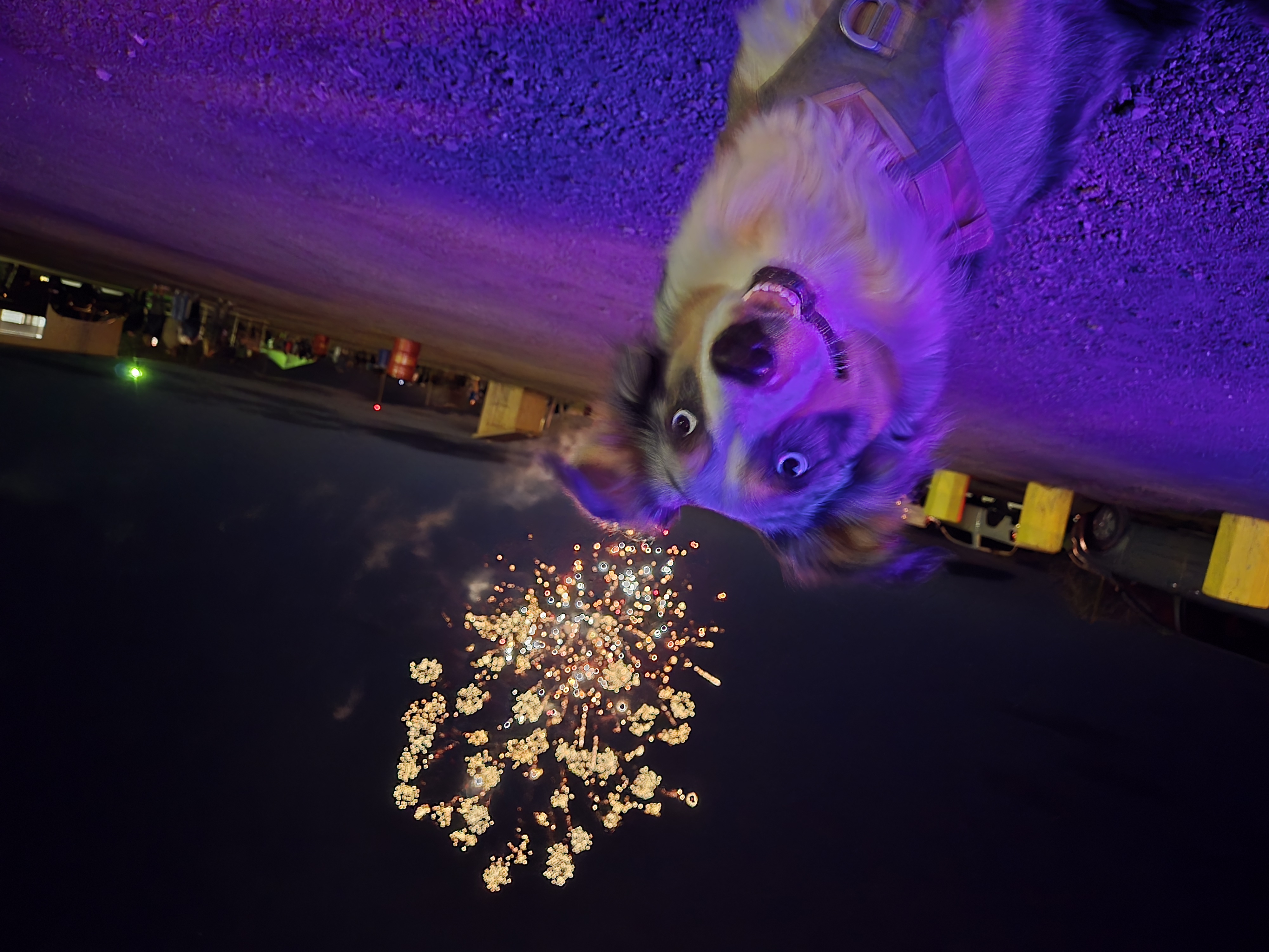 Our Aussie watching fireworks light up the sky — the glow life extends to the whole family