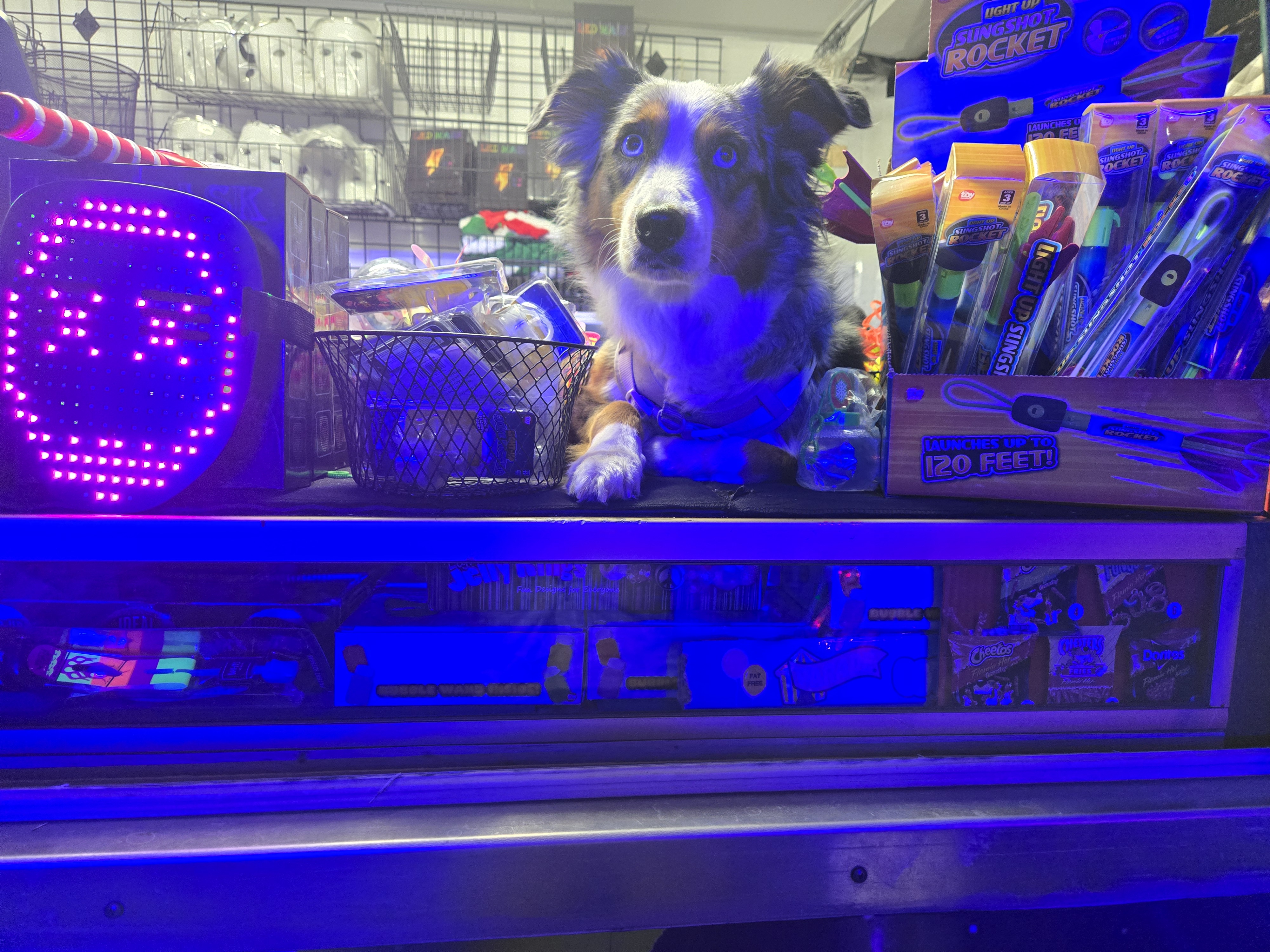 Our Aussie posted up among the slingshot rockets and glow gear under UV lights